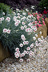 Dianthus Bright Eyes